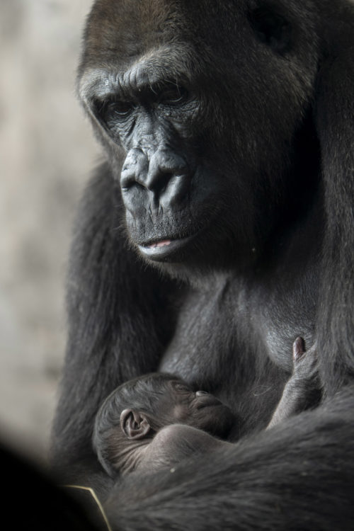 Baby Gorilla Born at Disney’s Animal Kingdom